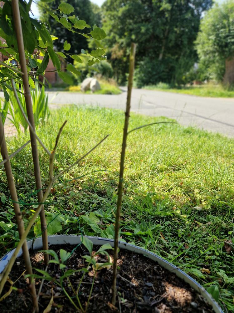 Von Schnecken völlig aufgefressene Lilie, es steht wirklich nur noch der Stengel ohne Blätter 