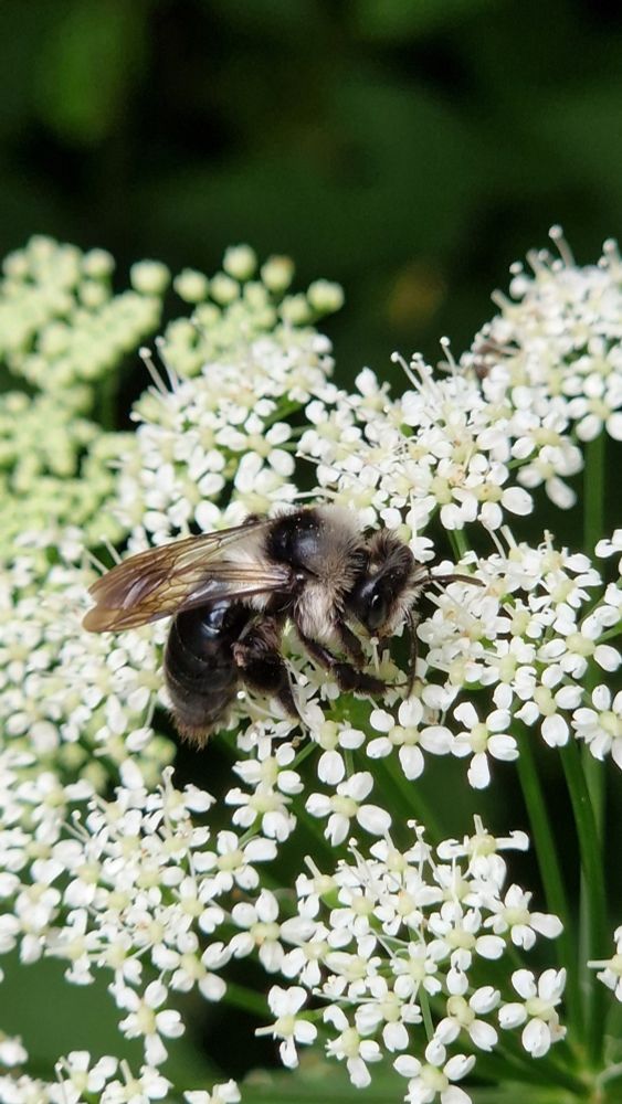 Wildbiene an blühender wilder Möhre