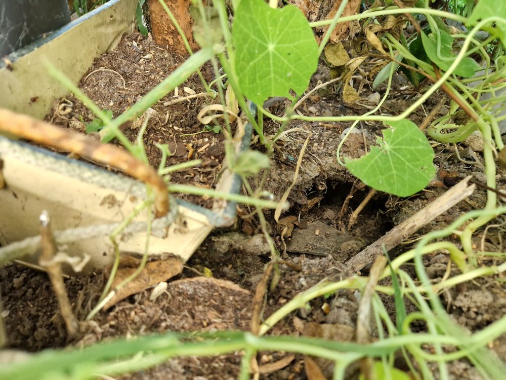 Wühlmausloch, es wächst dort an sich nix mehr bzw der Rest ist von Schnecken zerfressen 