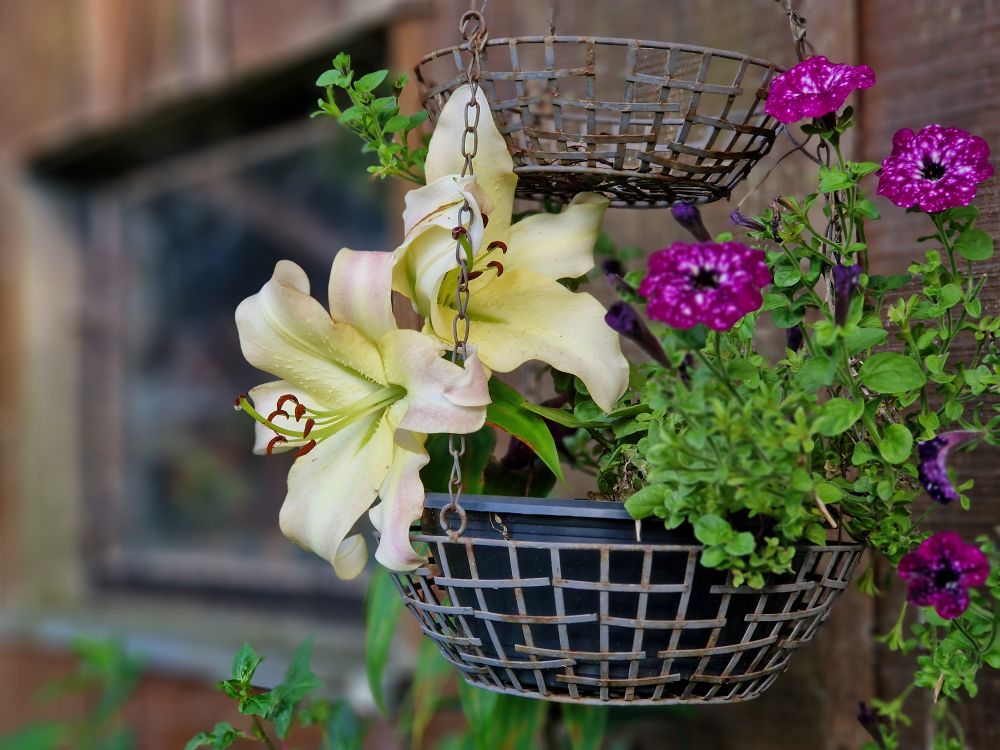 Lilien und Petunien