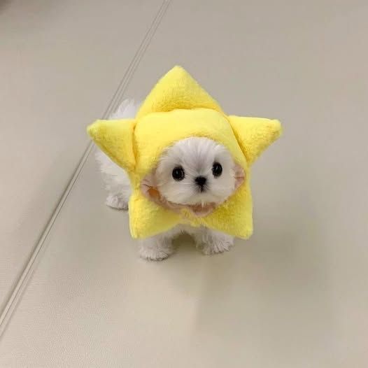 a very small dog with a hood that looks like a star.