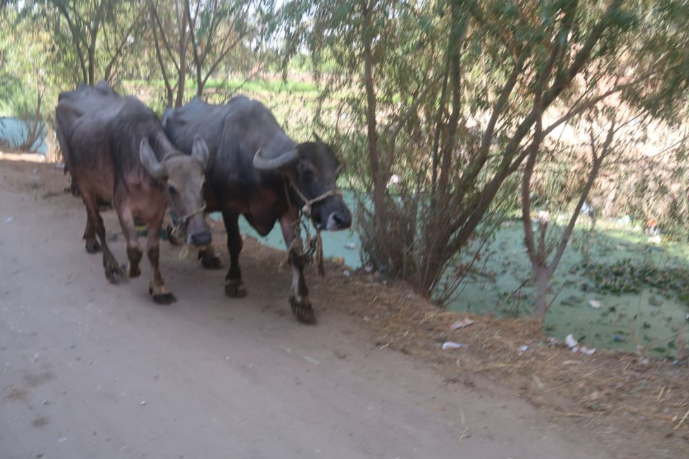 A pair of adult water buffalo walk side by side along a canal on the way to the farmer's land. The buffalo know exactly where they are and where they are going. The pinkish one on the left is younger than the dark grey one on the right. Buffalo are born a pale pink and gradually turn almost black with exposure to sunlight.