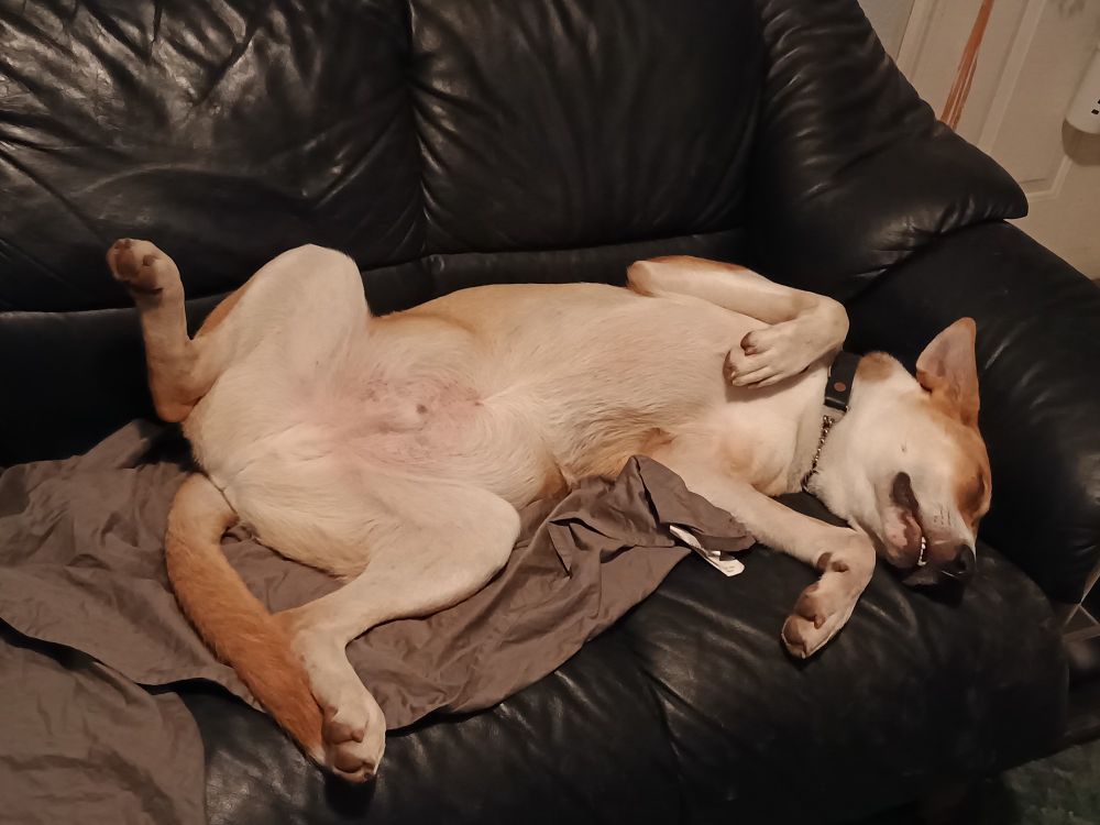 Our one year old German Shepherd/Husky mix, laying on his back being cute.
