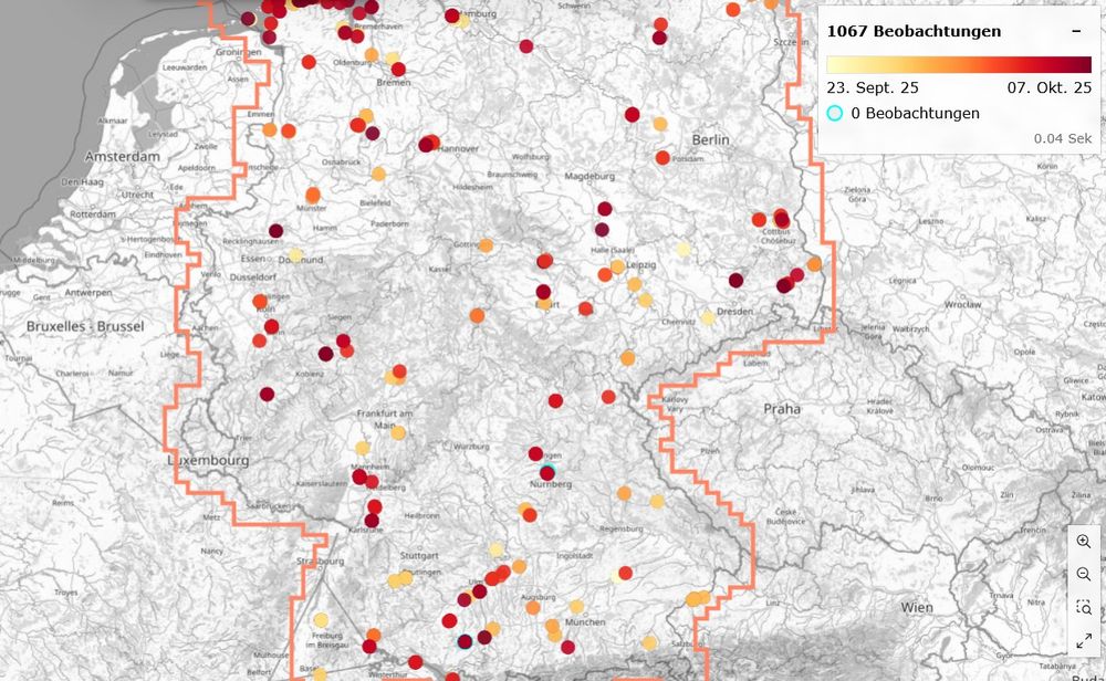 Karte der ornitho-Beobachtungen des Kiebitzregenpfeifers zwischen dem 23.9. und 7.10.2025 in Deutschland. Die Küste ist nicht zu sehen. Die Farben zwischen gelb und rot geben das Datum an.