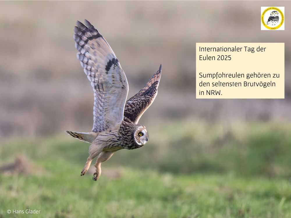 Fliegende Sumpfohreule von links nach rechts, ungefähr im Profil. Die Flügel sind angehoben, so dass der rechte Unterflügel zu sehen ist. Das gelb leuchtende Auge sticht hervor.
Darunter kurzrasiges Grünland, mit kleinen Erdhaufen. Hintergrund bräunlich, wahrscheinlich ein Acker.
Ein Textfeld und das NWO-Logo.