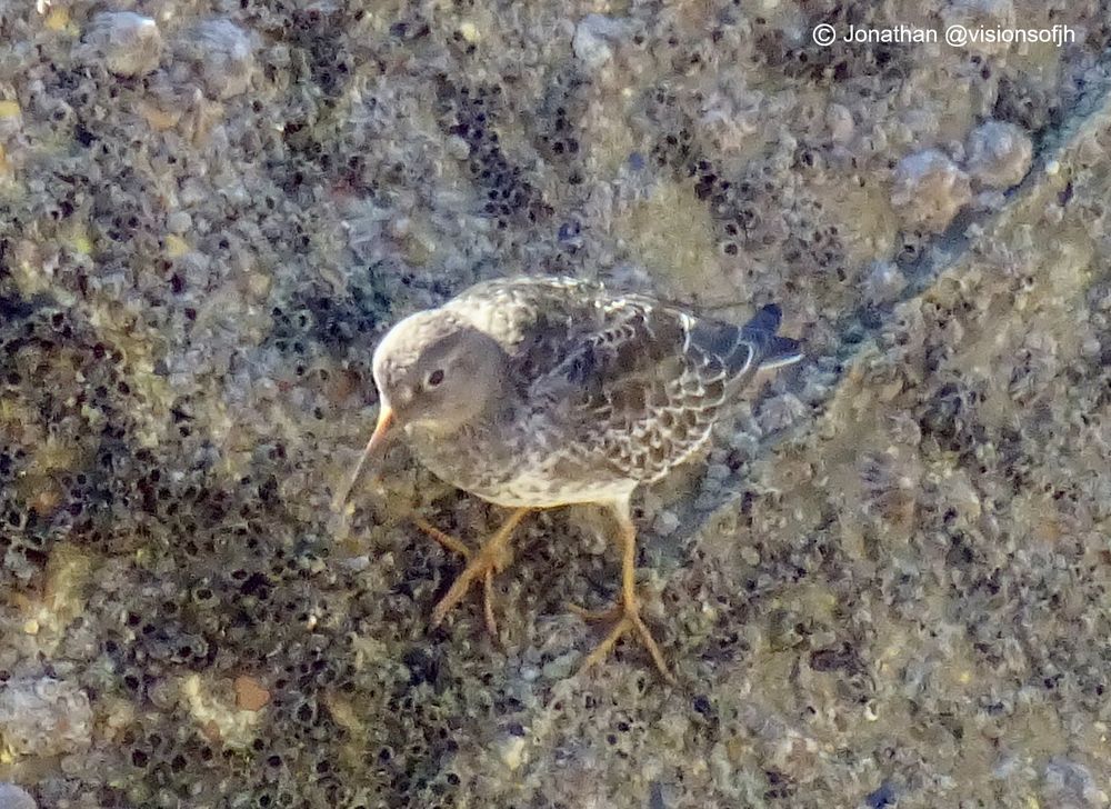 Purple Sandpiper ( Calidris maritima) #bird at Brighton Marina.   #brightonwildlife