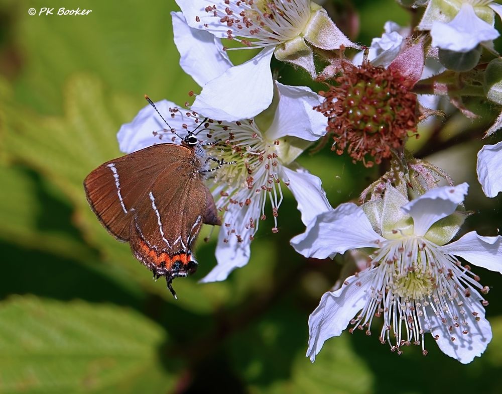 White-letter Hairstreak (Satyrium w-album) butterfly in Brighton 