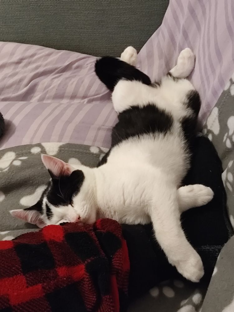 Thwip, a black and white kitten, sprawled asleep half upside down and half on a side.