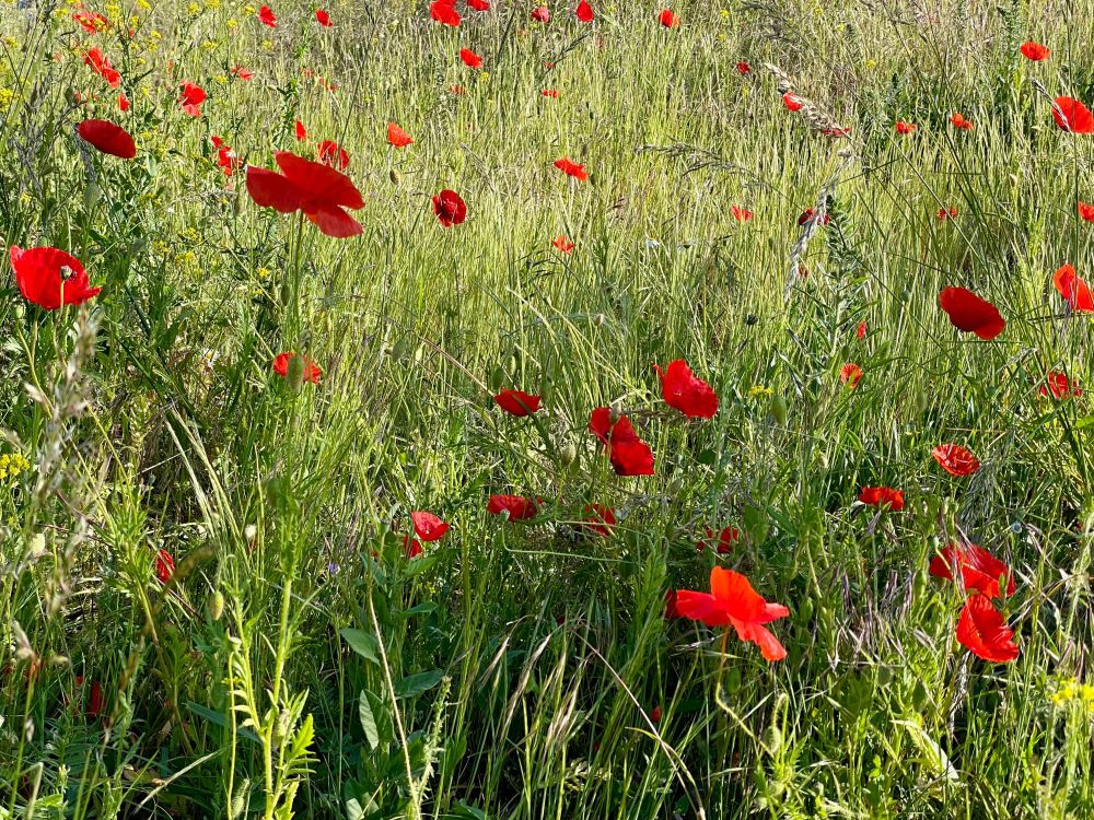 Eine wiese mit roten Mohnblumen.