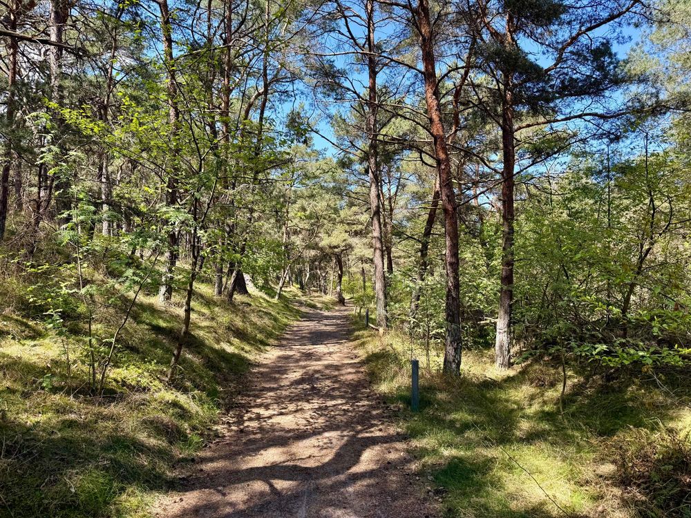 In der mitte ein Weg, rechts und links lichter gemischter Wald.