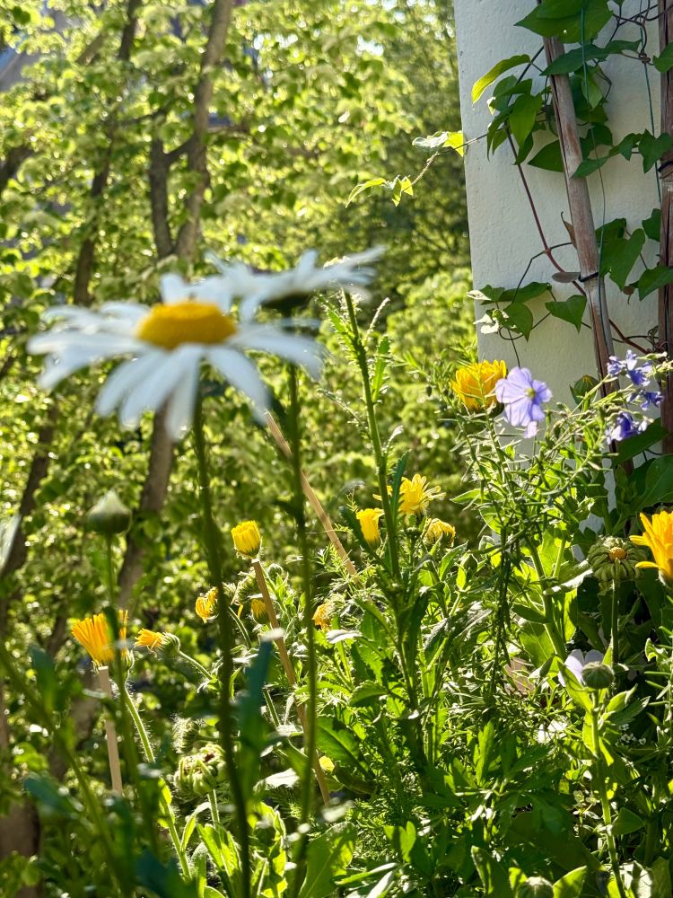 Im Vordergrund Balkonblumen und im Hintergrund grüne Straßenbäume.
