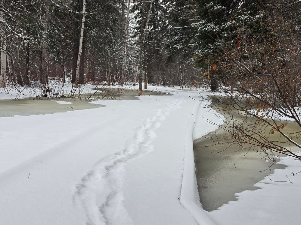 Footprints on the snow covered boardwalk.  The tall fir trees have a light dusting of snow.  The creek is so high it is nearly level with the boardwalk 