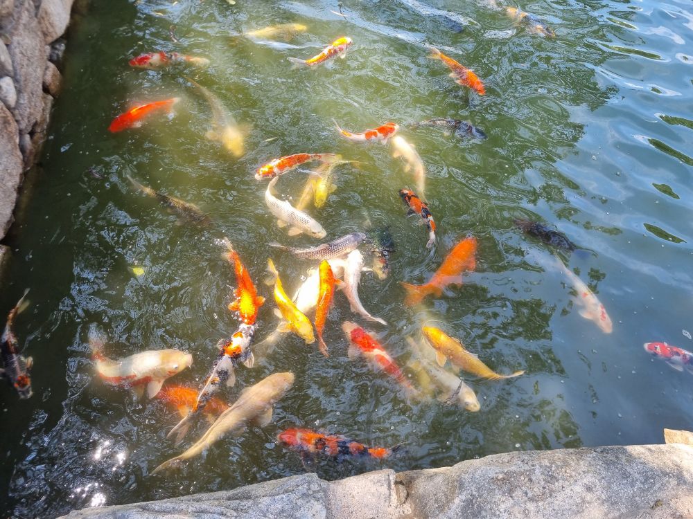 Koi fish enjoying the shade of a eucalyptus tree in the moat of Hiroshima Castle's grounds.