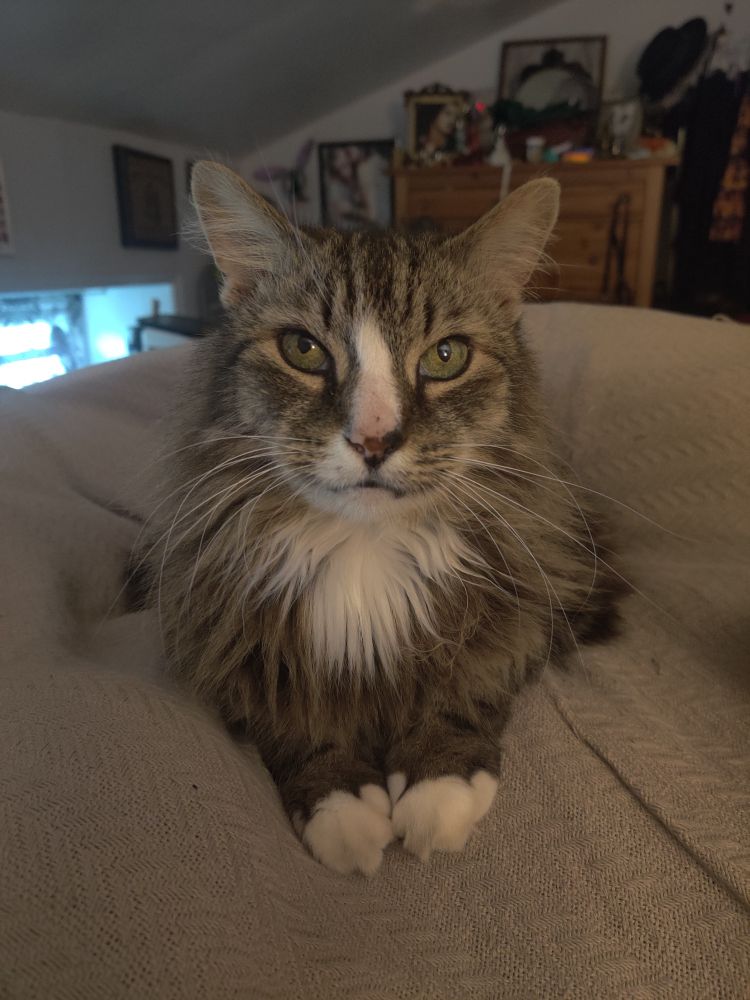 A fluffy brown tabby cat with a white stripe down his nose onto his chest laying in "sphinx" position on a gray blanket.