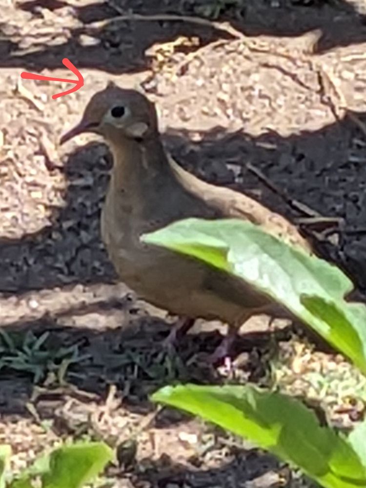 somewhat blurry photo of mourning dove with plant leaves in the foreground, there is a scribbled red arrow pointing at a ruffled feather on top of the bird's head