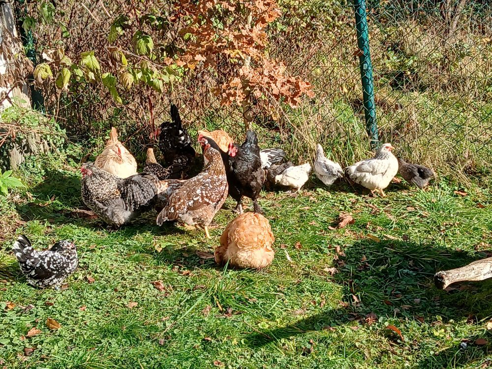 Eine bunte Hühnertruppe mit Hahn und Küken auf einer Wiese, im Hintergrund Gebüsch und ein grüner Metallzaun.
