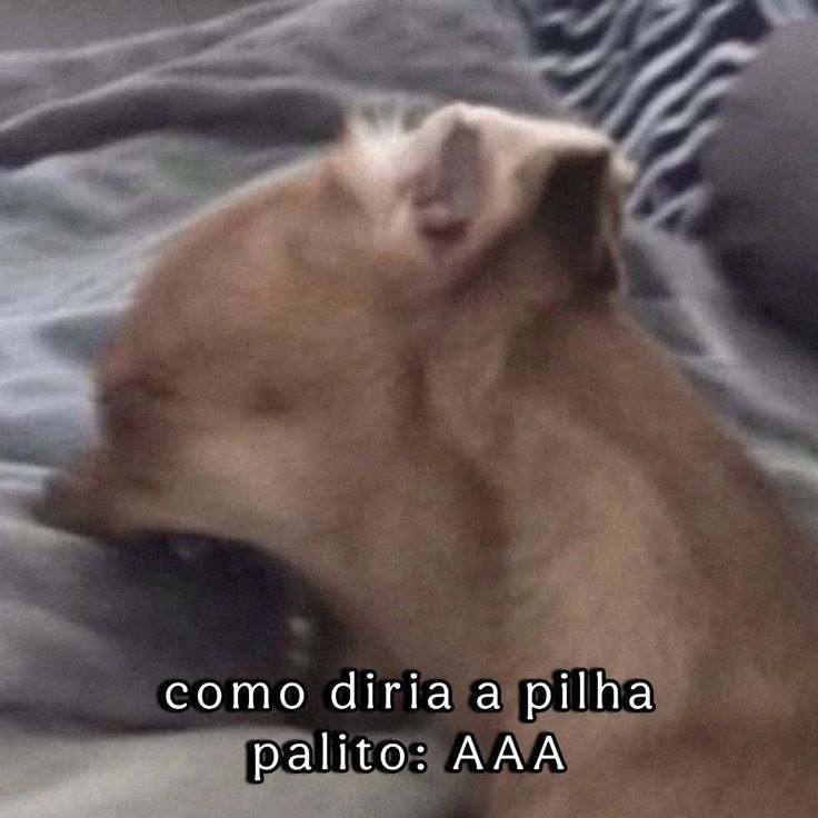 um cachorrinho morde o lençol e abaixo o texto como diria a pilha palito AAA