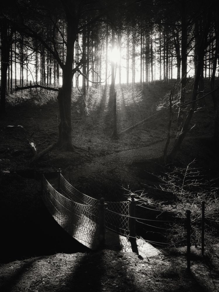 A monochrome image of a bridge crossing a ravine in a tranquil forest. 