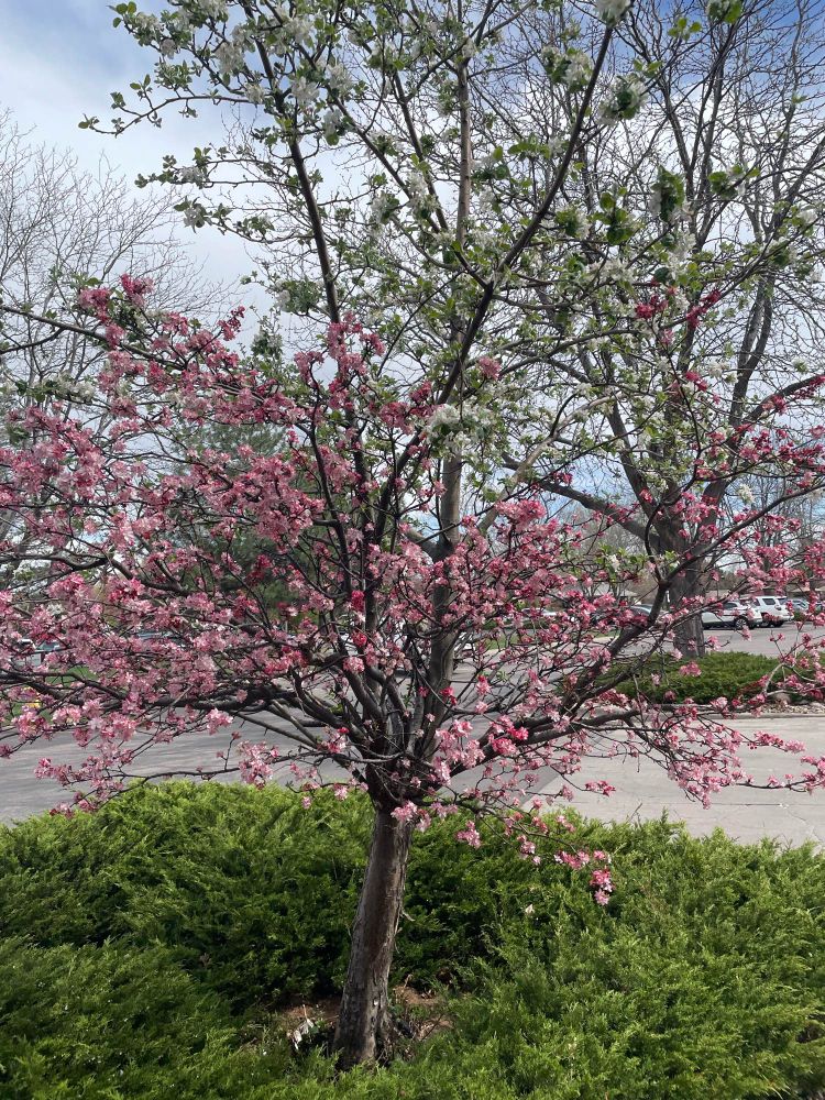 A tree with half pink and half white blossoms 