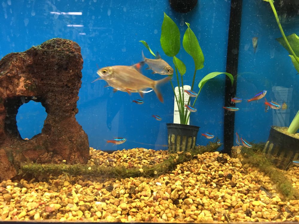 Fish in aquarium (not a shark)