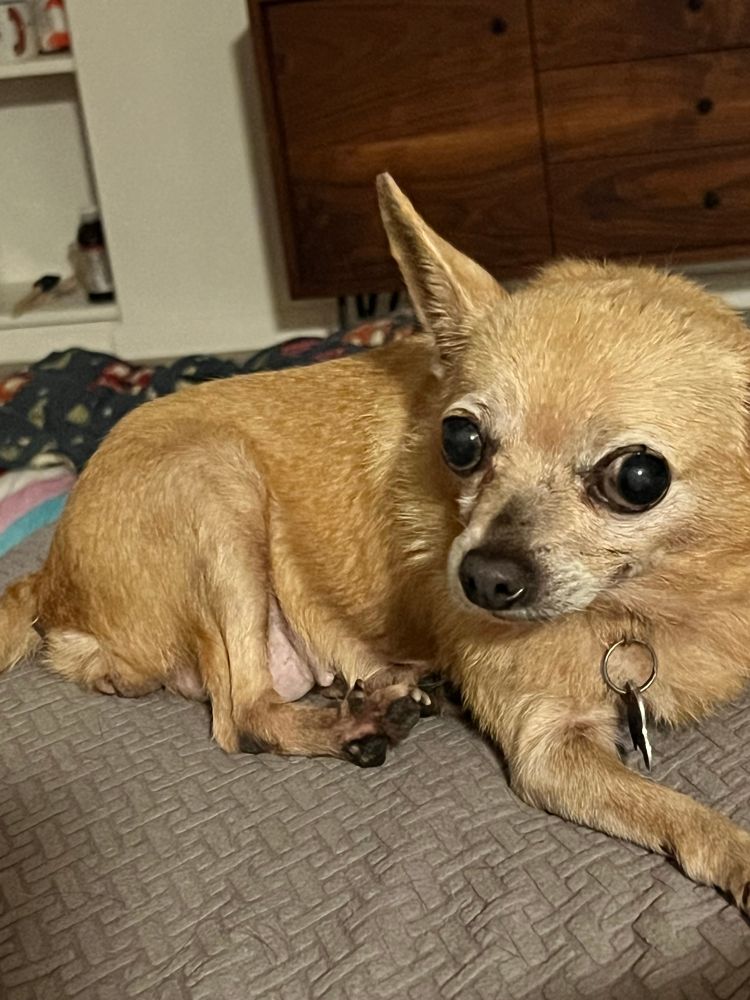 Small tan Chihuahua looking at the camera. She’s sitting on a gray couch 