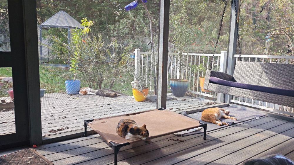 4 cats are asleep in the sun