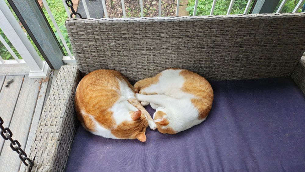 Two orange and white cats curled up together asleep on a porch swing