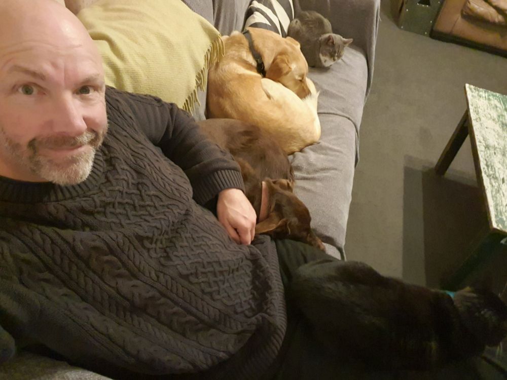 A wide-angle selfie of a couch with a grey cat, then a yellow dog, then a brown dog, then me, and a black cat on my lap. 