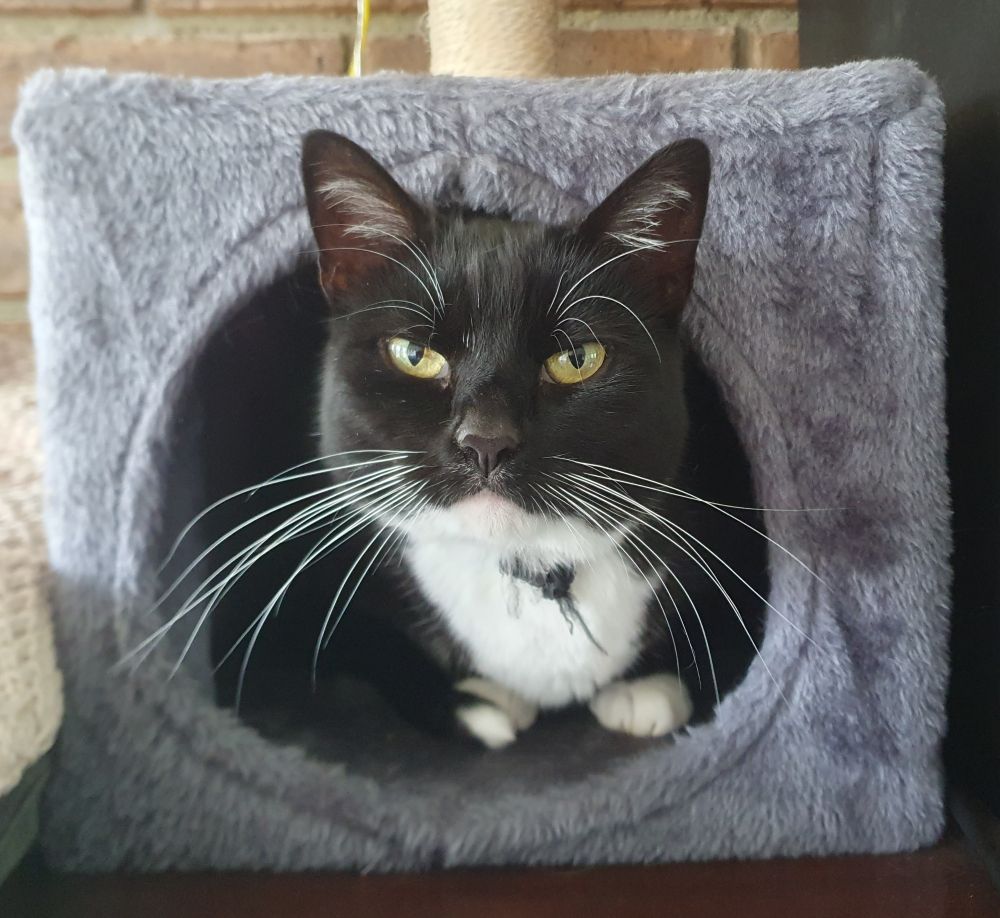 Tuxedo cat in a fluffy box. 