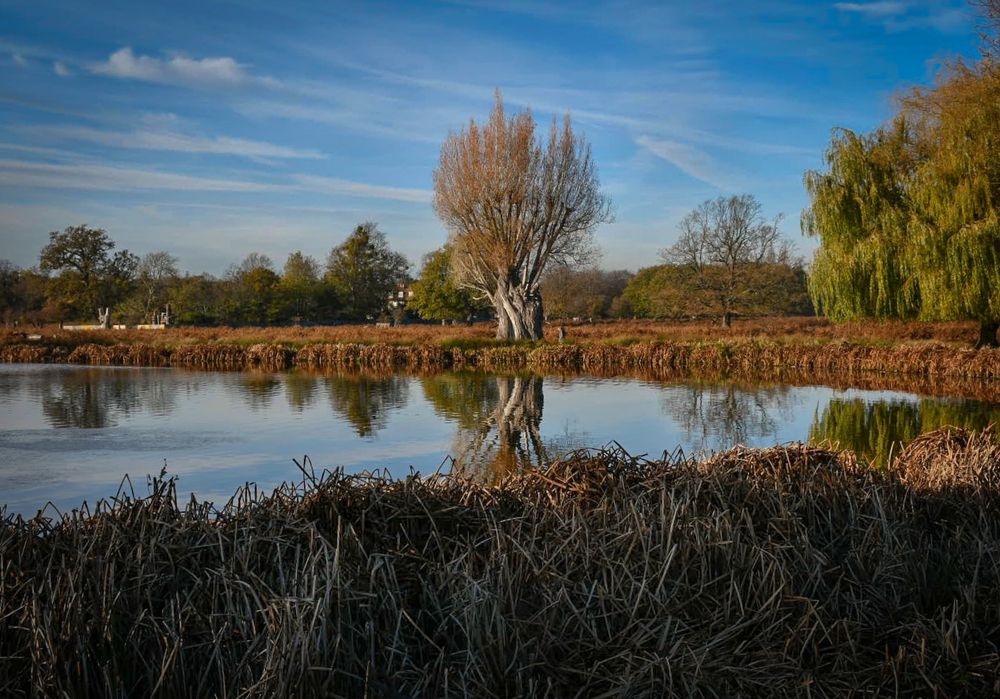 An old willow dressed in autumnal brown is in the centre of the picture. It and all surrounding trees are reflected in a crystal clear pond, under a bright blue sky patterned by wispy white cloud.  