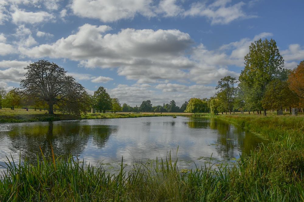 Green reeds in the foreground, followed by a smooth and reflective pond with trees showing the first hints of autumn on the pond's edge. Blue skies with fluffy white clouds overhead.
