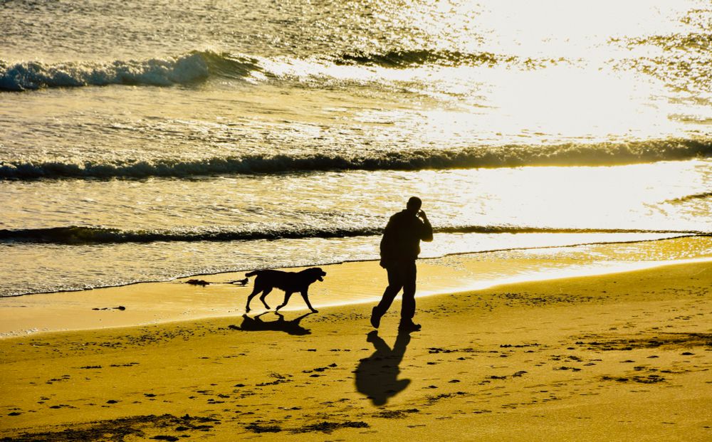 A man and his dog walk down the beach in bright, morning sunshine. Their shadows are strong and clear on the sand as the sea glimmers in the sun.