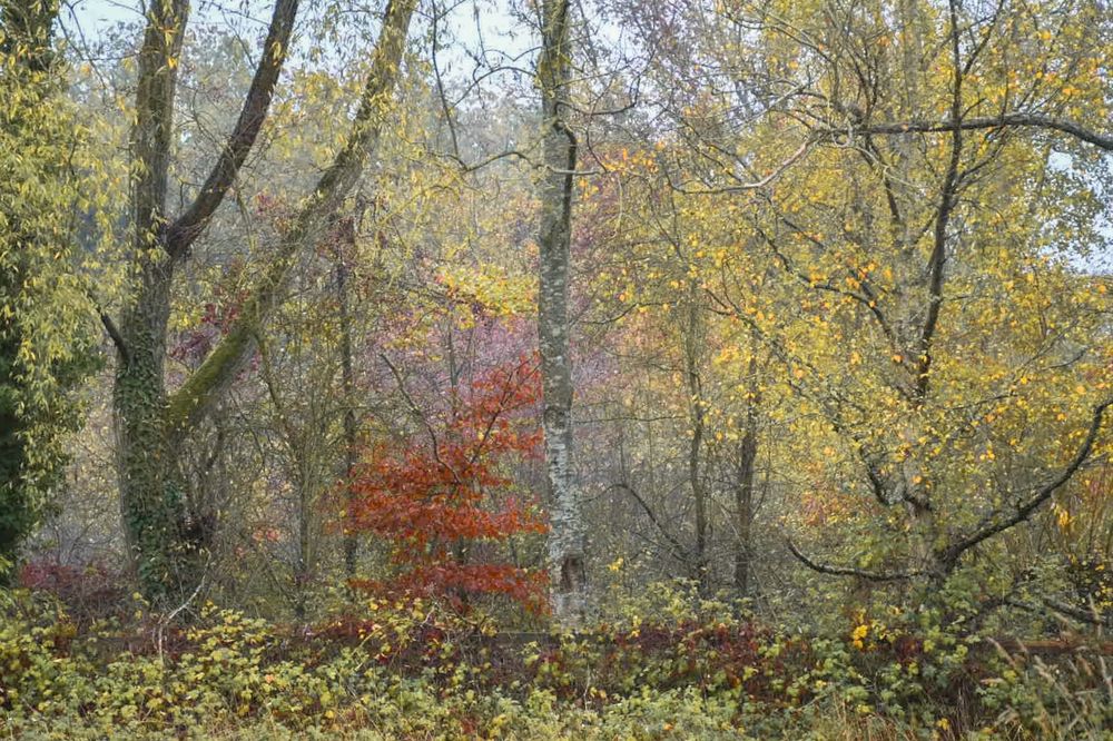 Autumn leaves and mist in woodland.