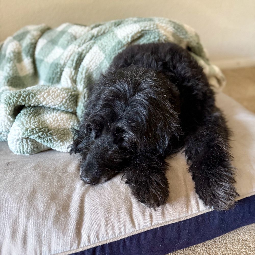 Black dog on a dog bed under a blanket 