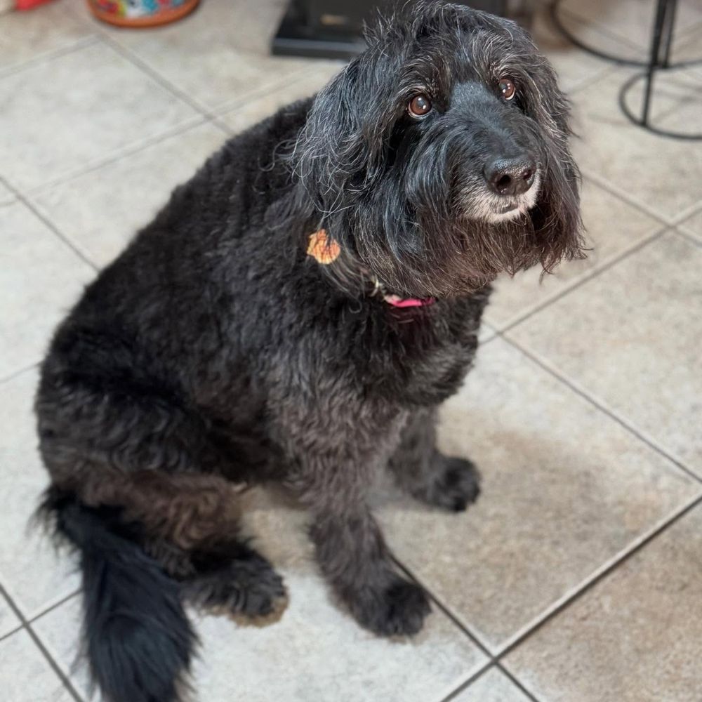 A photo of a furry black dog sitting and looking toward the camera

