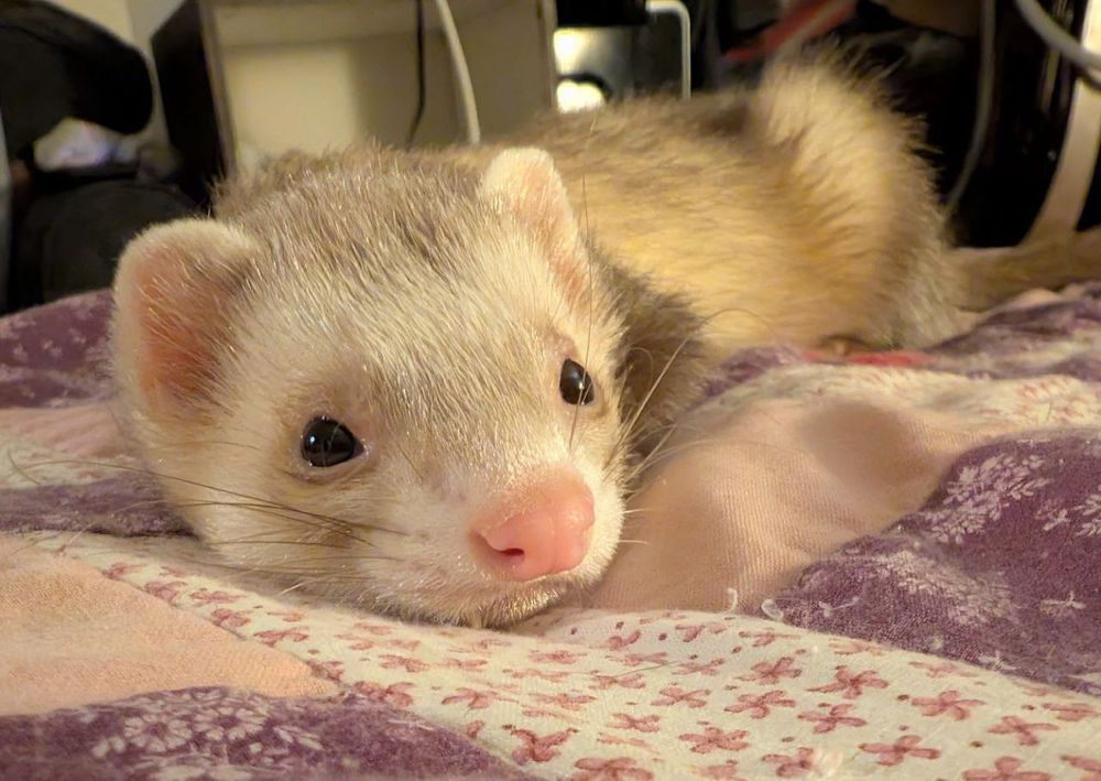Ferret laying on a bed looking cute af