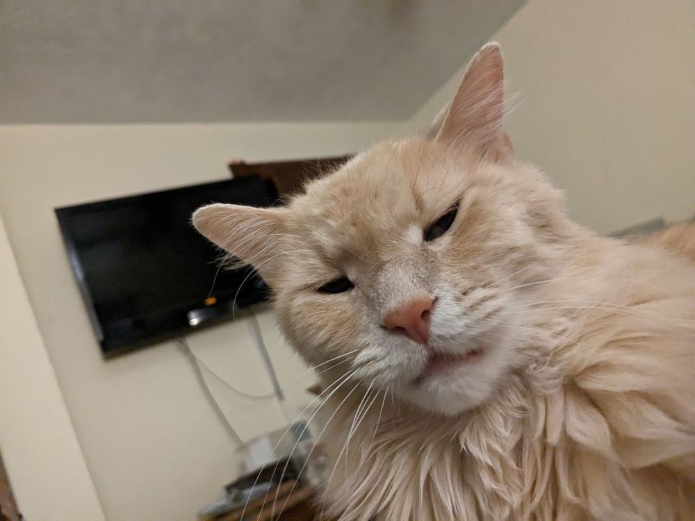 Squinting orange cat face