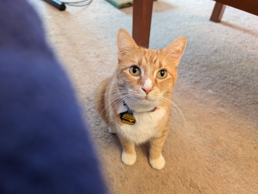 An orange and white cat.