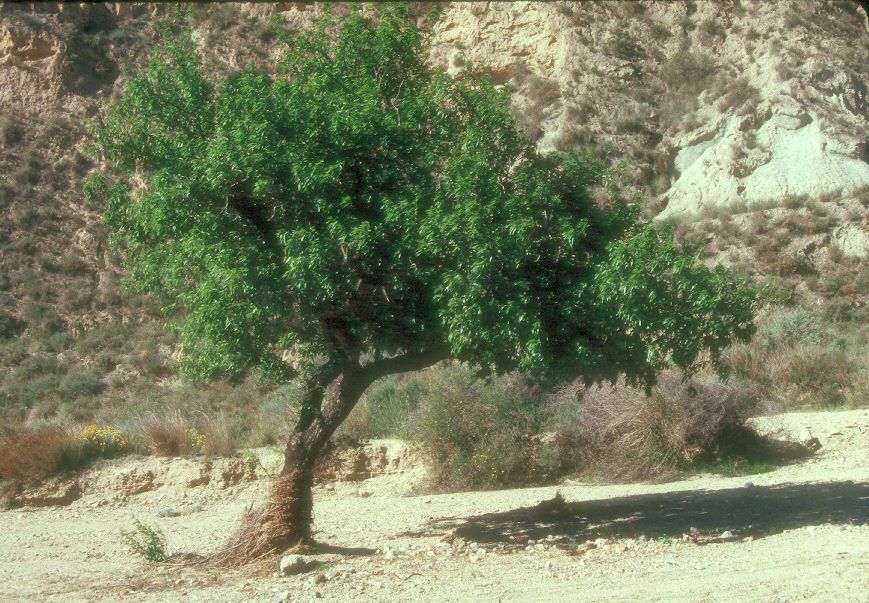 Almeria, some time in the 1990's. A tree growing in the dry bed of an ephemeral stream, with debris wrapped around its trunk indicating recent flow depths. #Geography #FieldTrip