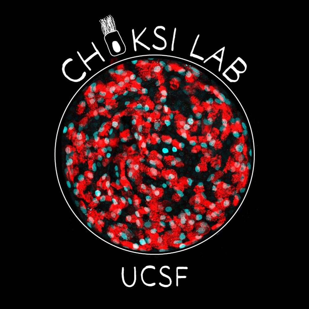 Circular lab logo consisting of a ball of cells labeled with cyan nuclei and red cilia, surrounded by a white circle and the text Choksi Lab and UCSF. The 'o' in Choksi is a schematic of a multiciliated cell.