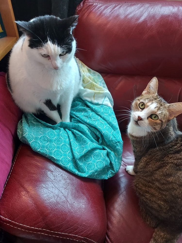 Deux chats qui regardent l'objectif, un noir et blanc à l'air pas content et un tabby marron et blanc à l'air très étonné