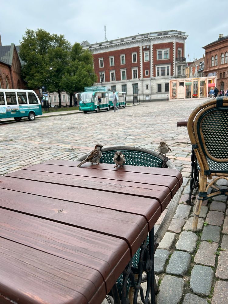 three tiny sparrows on a cafe table 