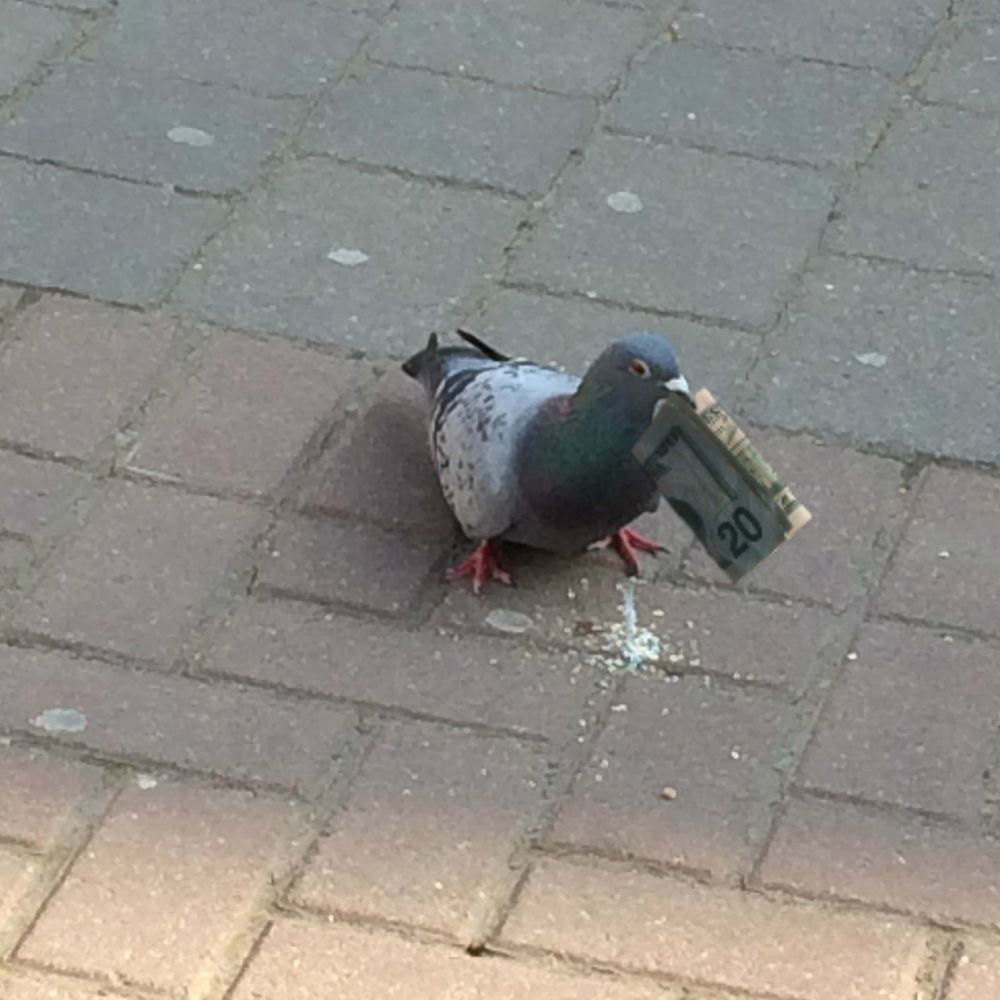 a photo of a pigeon holding a $20 bill in its beak