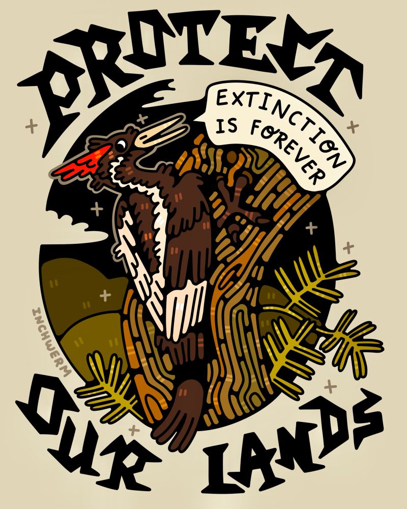 an illustration of an ivory billed woodpecker sitting on a tree saying “extinction is forever” surrounded by the words “protect our lands”