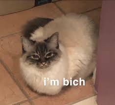 Cat being a loaf and make a vaguely cunty(?) face at the camera. Captioned "I'm bich"