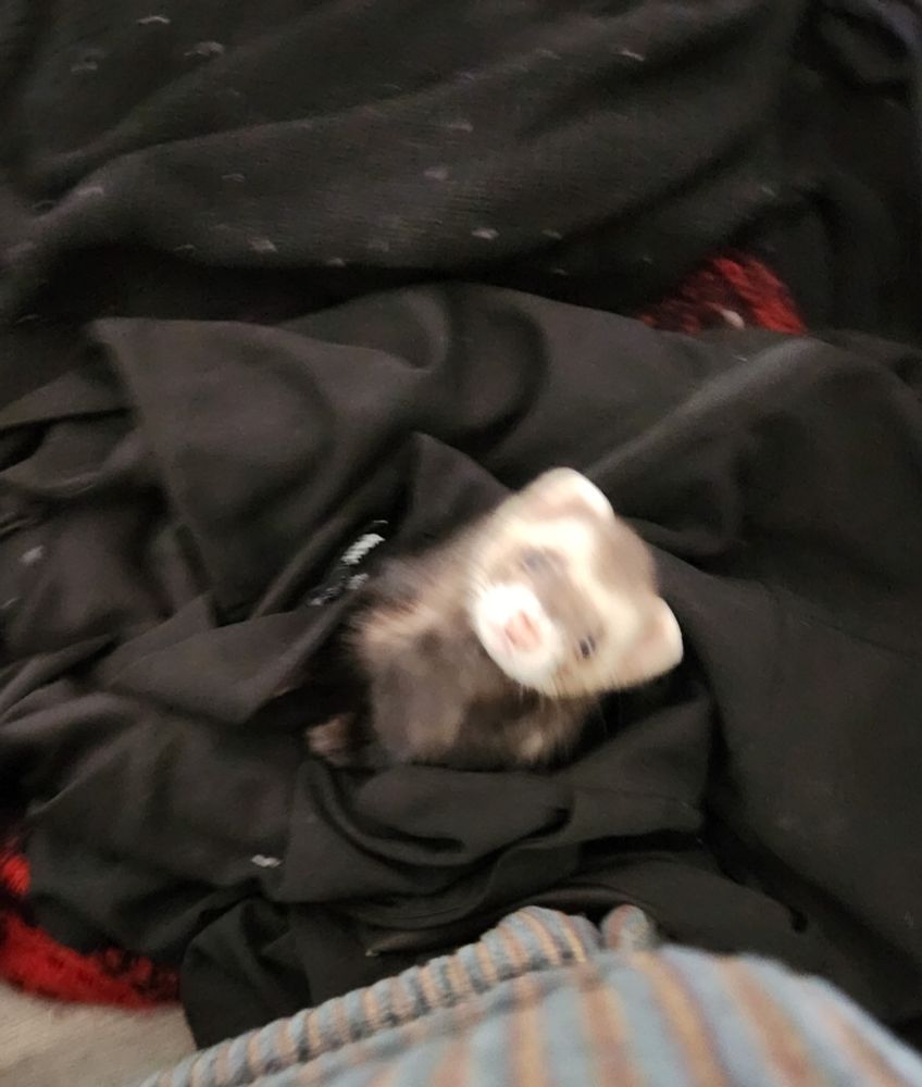 Ferret in a pile of clothes
