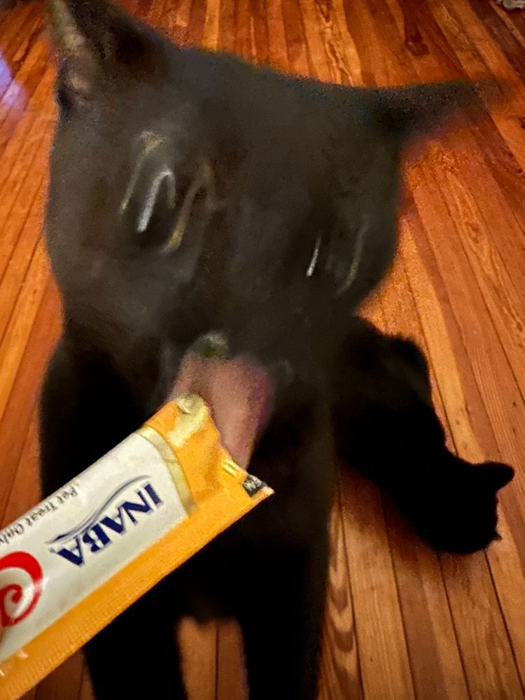 distorted image of a black cat (Frank) enthusiastically eating cat treat goop from the end of a tube. another black cat (Deja) in background on a hardwood floor