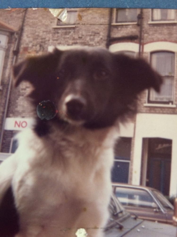 A collie x with a black face and a white chest is looking directly at the camera. The background shows the front doors and windows of house across the street.