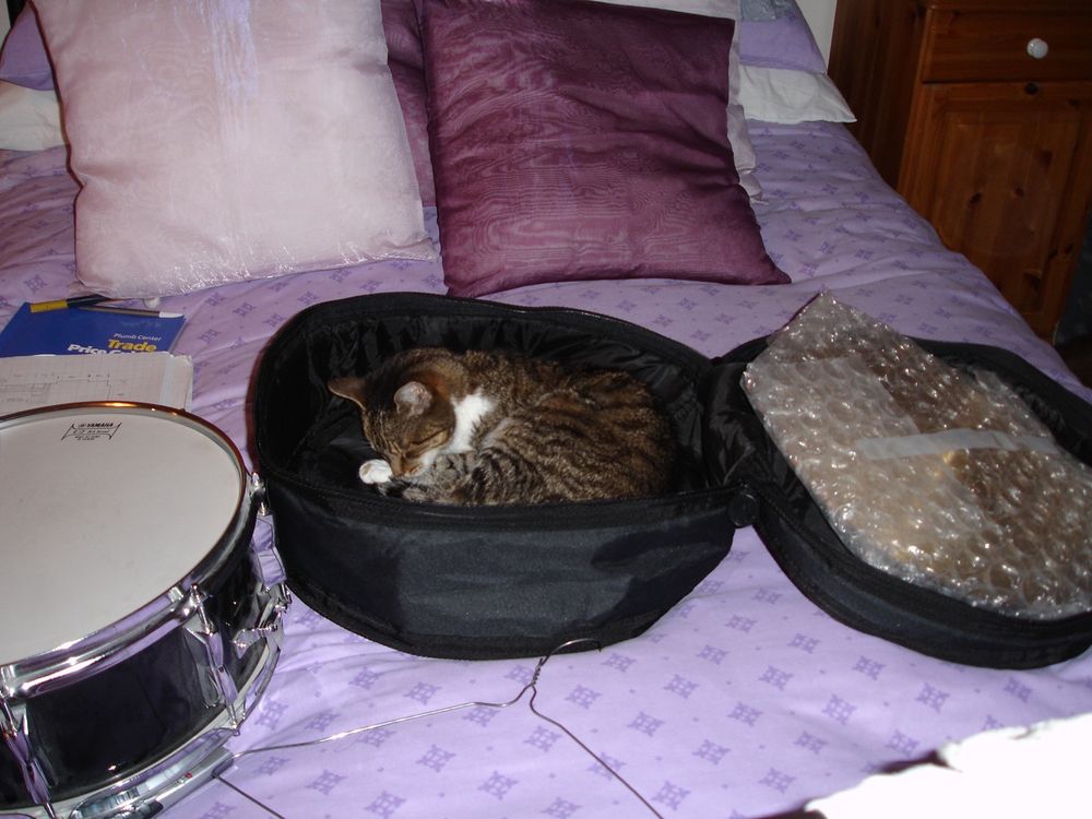 The same tabby cat aged 19 curled up asleep in the padded black case belonging to the drum next to it. The cat, case and drum are on a bed with a mid purple duvet cover and light and dark purple cushions.