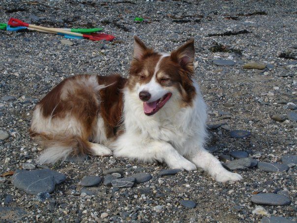 A long-furred brown and white collie is resting on a pebbly beach in Cornwall. She has a brown and white face and blonde eyebrows. She always looked like she was laughing.